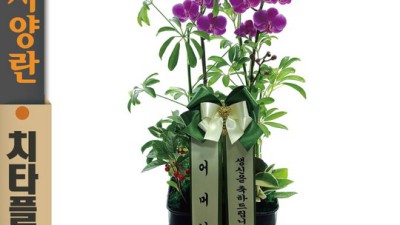 대박 할인!🎉 개업/승진 축하 화분🌱 놓치면 후회! (소형 거실 식물 추천)